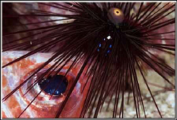 Dead squirrelfish being eaten by a sea urchin by Erika Antoniazzo 